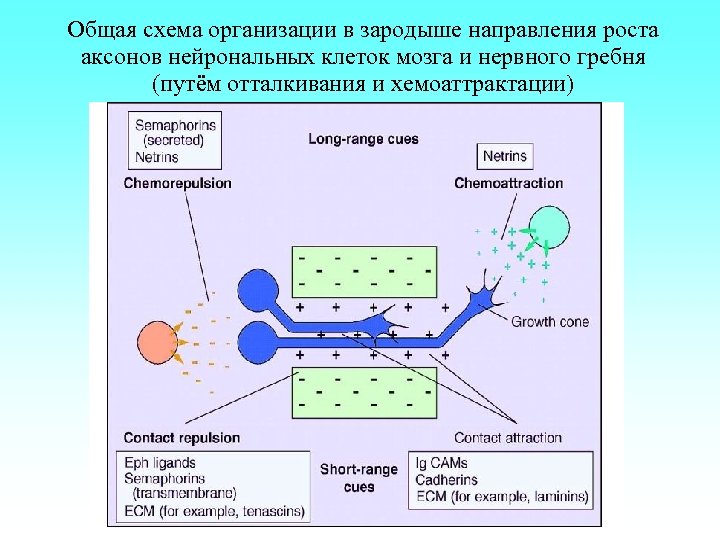 Общая схема организации в зародыше направления роста аксонов нейрональных клеток мозга и нервного гребня