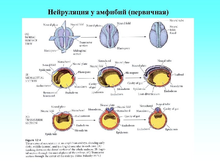 Нейруляция у амфибий (первичная) 