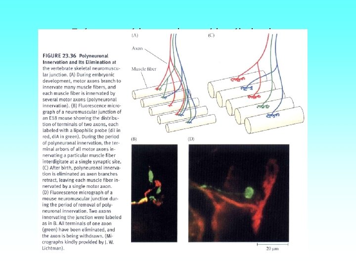 Polyneuronal innervation and its elimination 