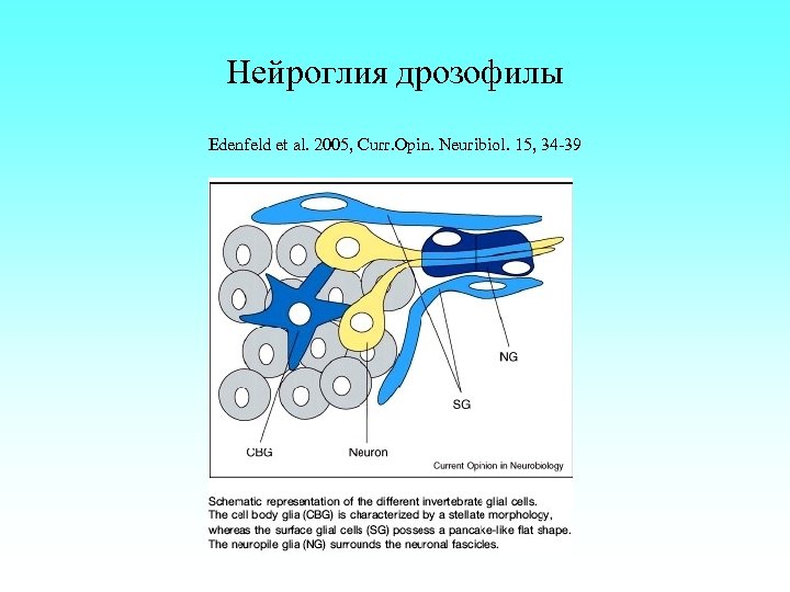 Нейроглия дрозофилы Edenfeld et al. 2005, Curr. Opin. Neuribiol. 15, 34 -39 