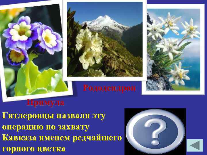  Рододендрон Примула Гитлеровцы назвали эту операцию по захвату Кавказа именем редчайшего Эдельвейс горного