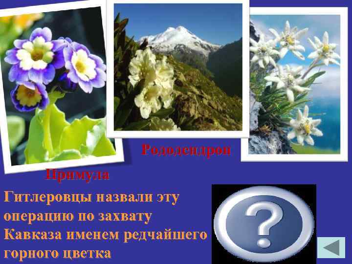  Рододендрон Примула Гитлеровцы назвали эту операцию по захвату Кавказа именем редчайшего Эдельвейс горного
