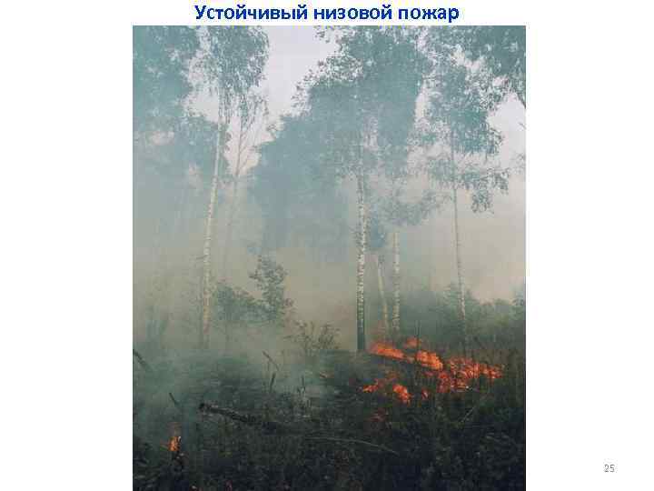 Устойчивый низовой пожар 25 
