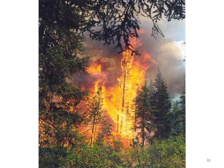 Верховой устойчивый пожар 31 