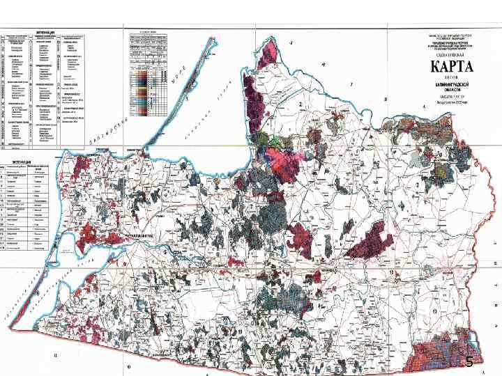 Карта лесов калининградской области