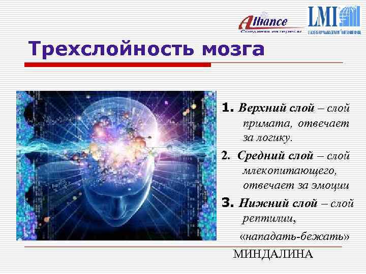 Трехслойность мозга 1. Верхний слой – слой примата, отвечает за логику. 2. Средний слой