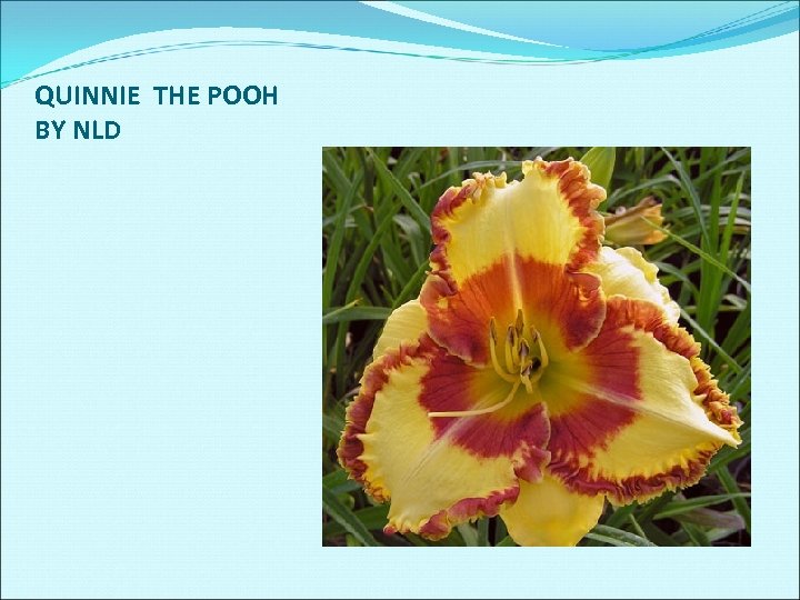 QUINNIE THE POOH BY NLD 