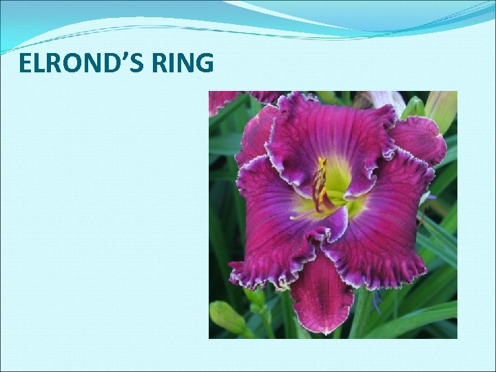 ELROND’S RING 