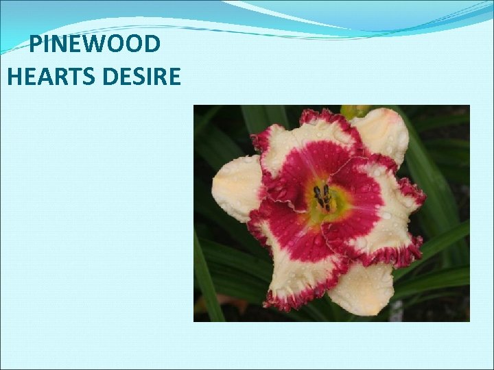 PINEWOOD HEARTS DESIRE 