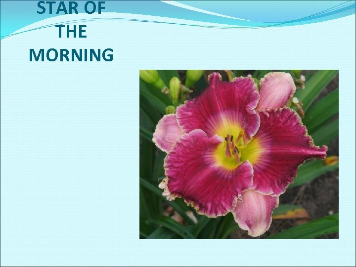 STAR OF THE MORNING 