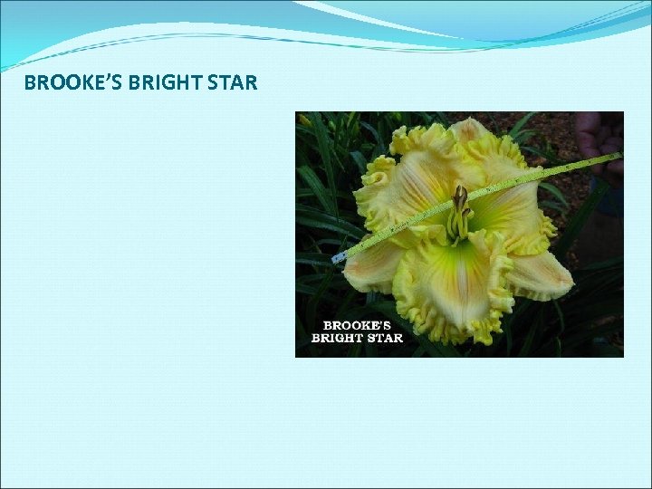 BROOKE’S BRIGHT STAR 