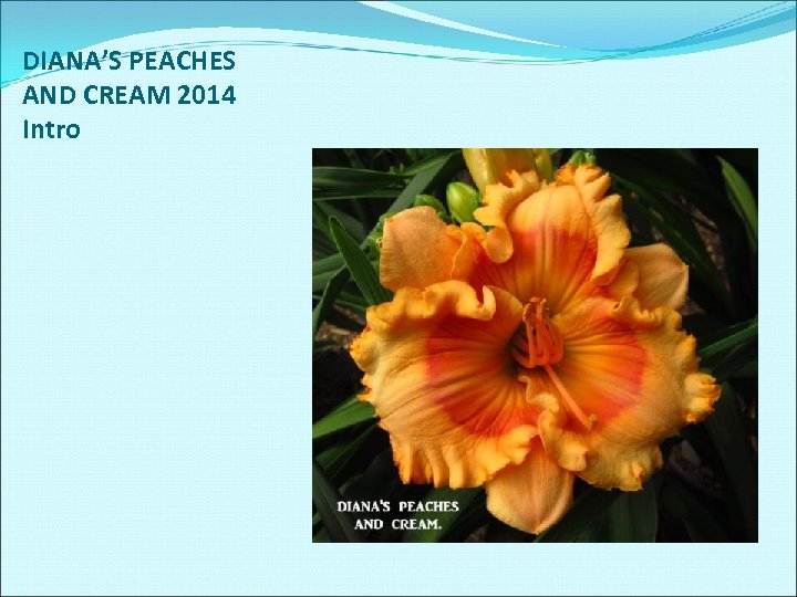 DIANA’S PEACHES AND CREAM 2014 Intro 