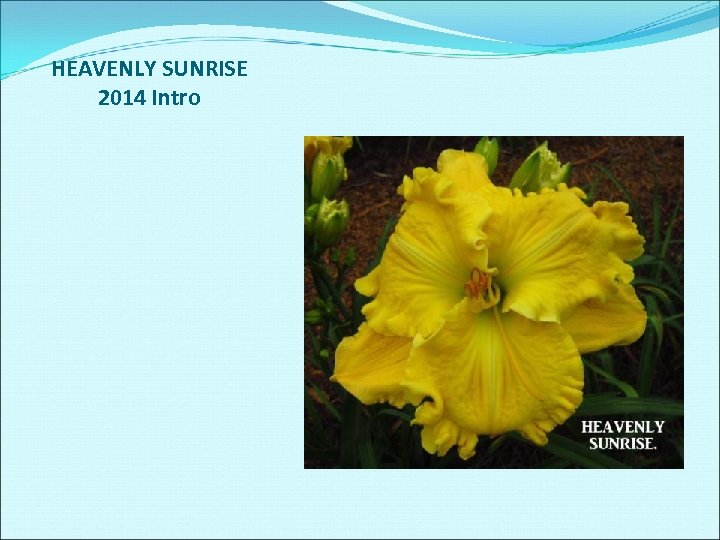 HEAVENLY SUNRISE 2014 Intro 