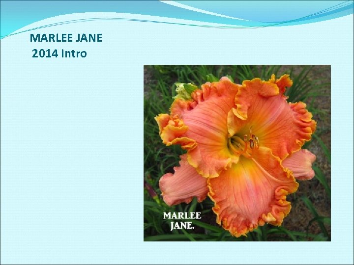 MARLEE JANE 2014 Intro 