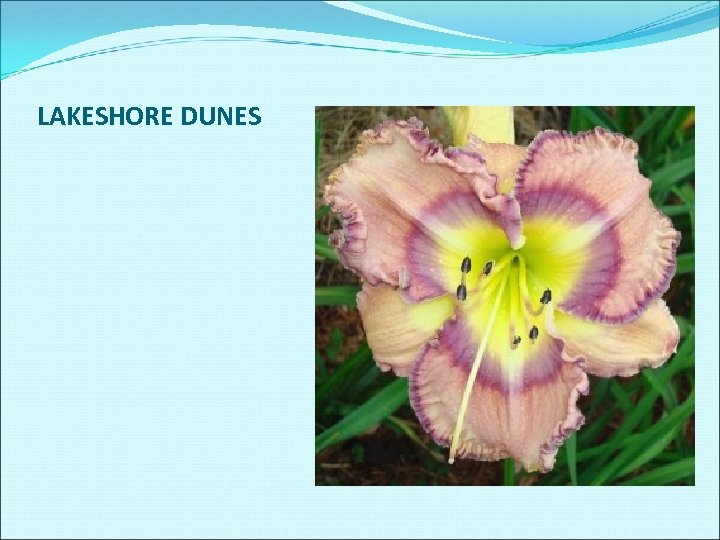 LAKESHORE DUNES 