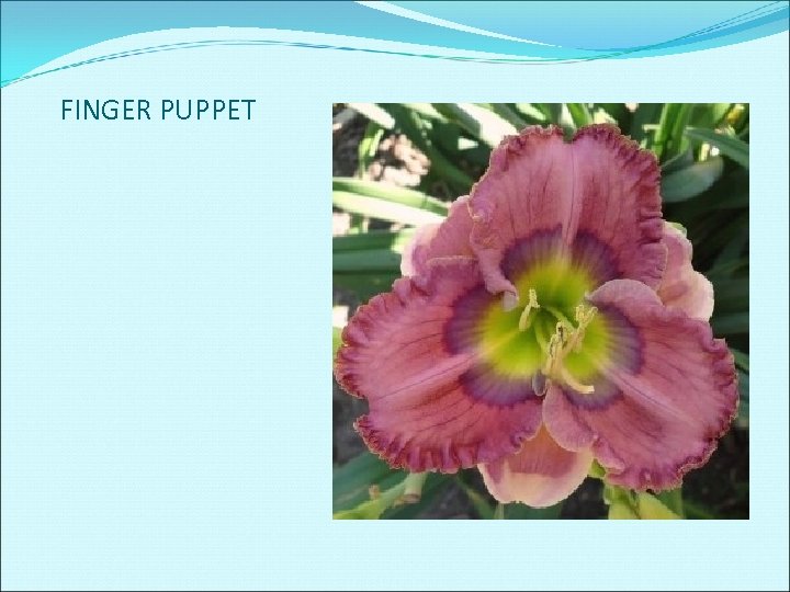 FINGER PUPPET 