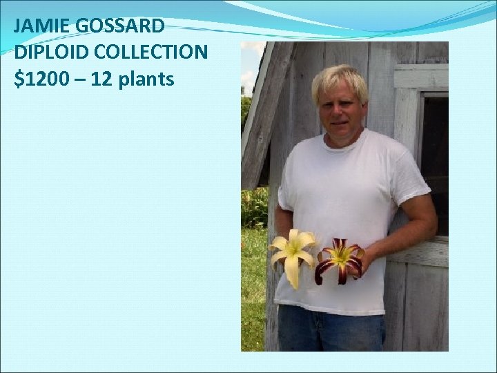 JAMIE GOSSARD DIPLOID COLLECTION $1200 – 12 plants 