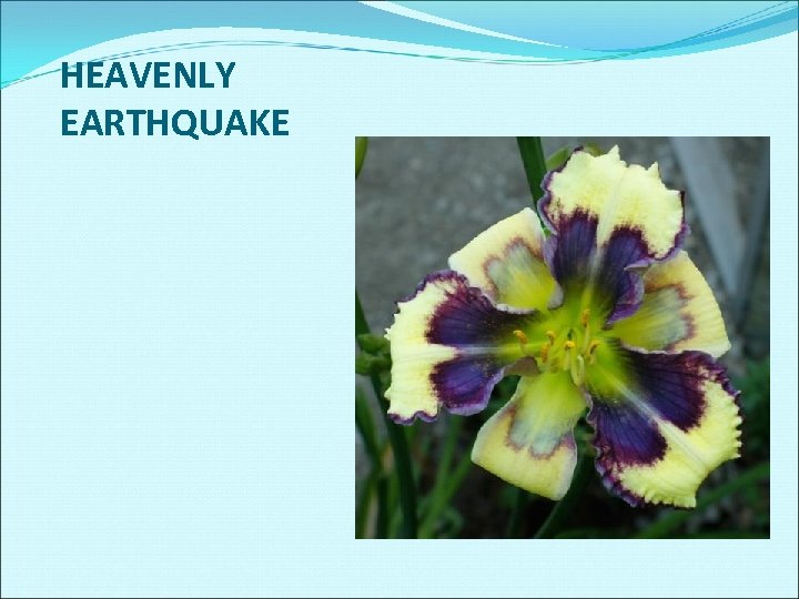 HEAVENLY EARTHQUAKE 