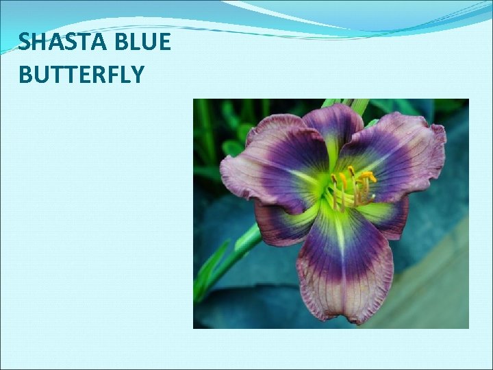 SHASTA BLUE BUTTERFLY 