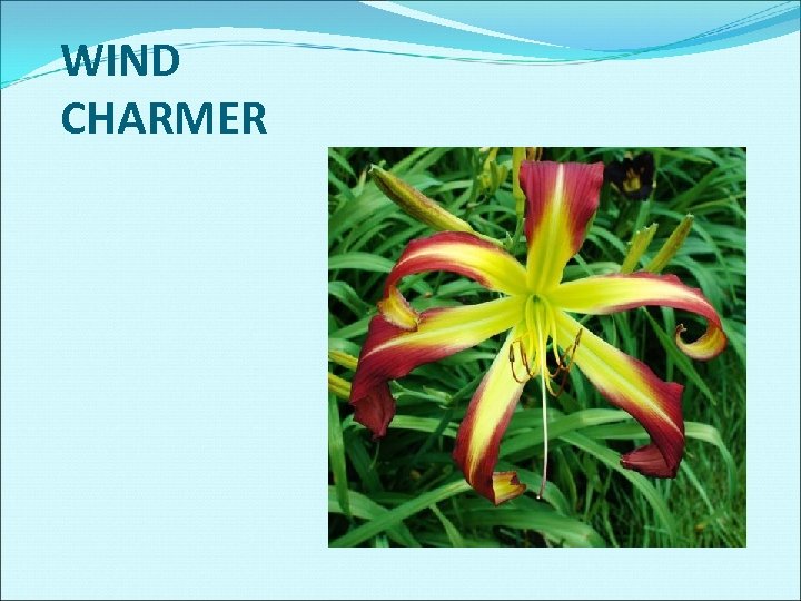 WIND CHARMER 