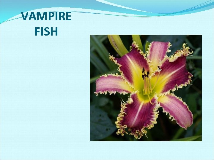 VAMPIRE FISH 