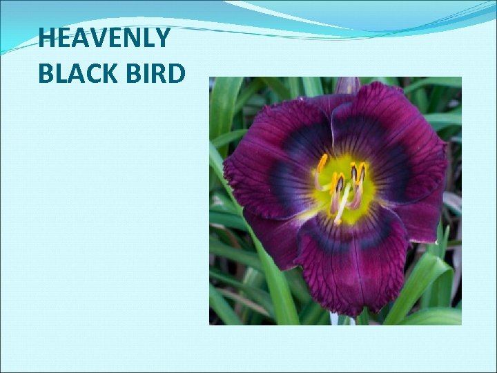 HEAVENLY BLACK BIRD 