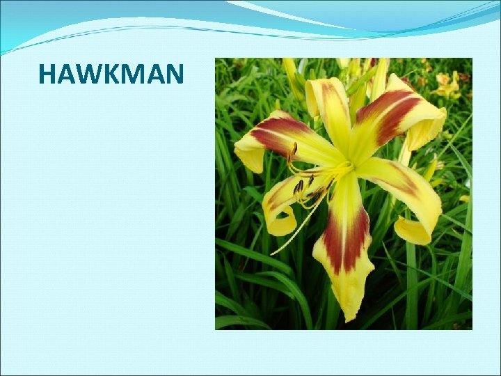 HAWKMAN 