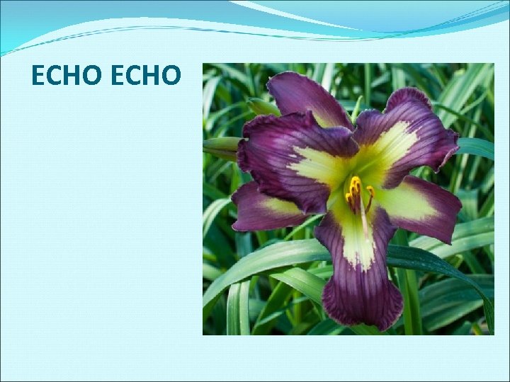 ECHO 