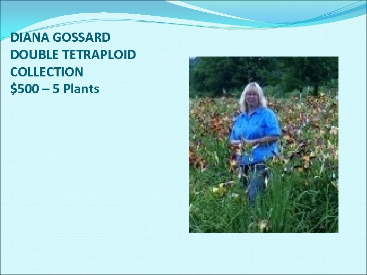 DIANA GOSSARD DOUBLE TETRAPLOID COLLECTION $500 – 5 Plants 