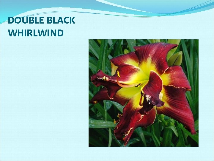 DOUBLE BLACK WHIRLWIND 