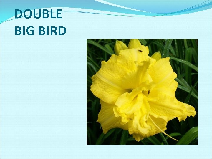 DOUBLE BIG BIRD 