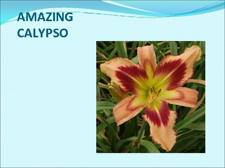 AMAZING CALYPSO 