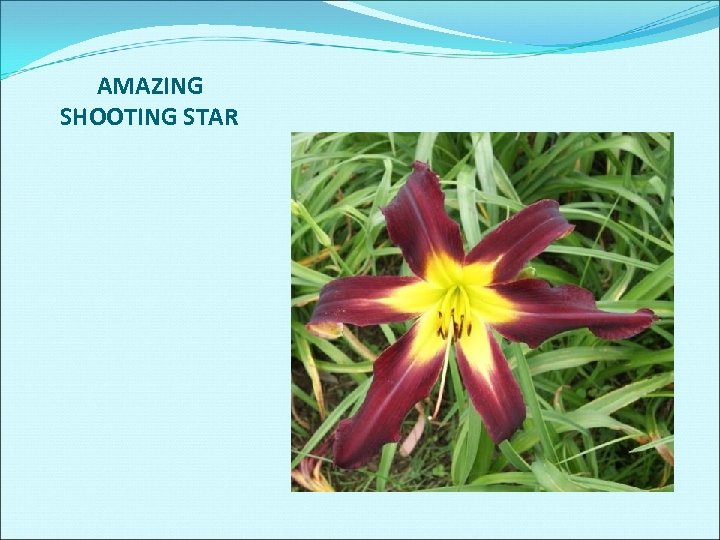 AMAZING SHOOTING STAR 