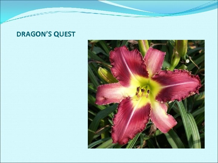 DRAGON’S QUEST 