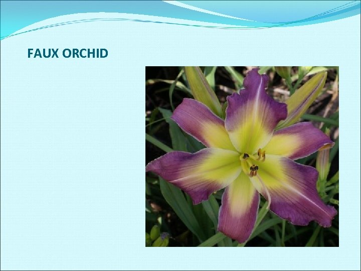 FAUX ORCHID 