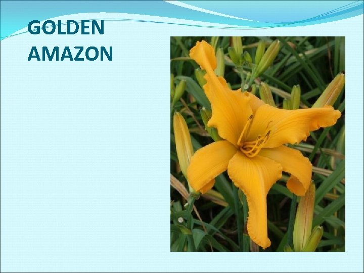 GOLDEN AMAZON 