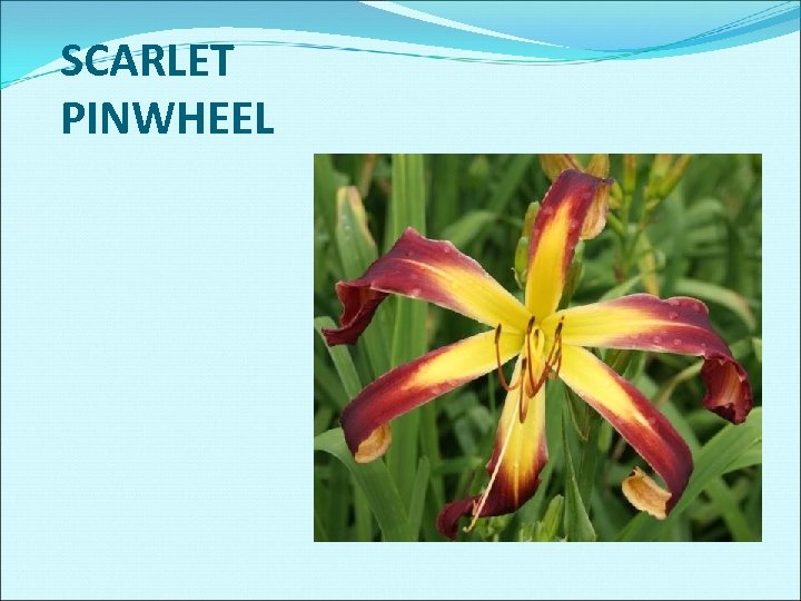 SCARLET PINWHEEL 