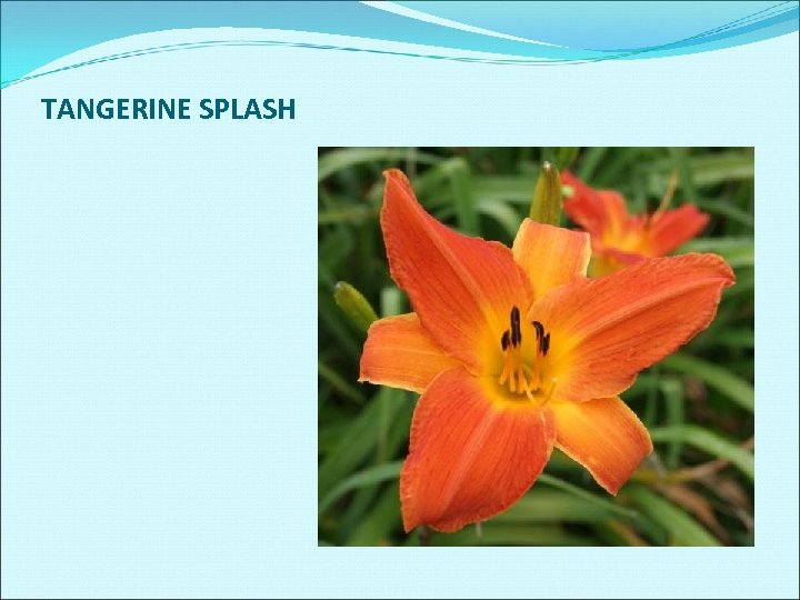 TANGERINE SPLASH 