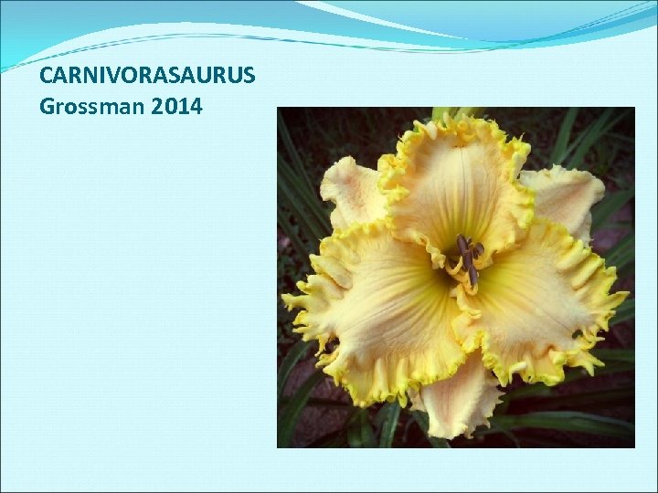 CARNIVORASAURUS Grossman 2014 