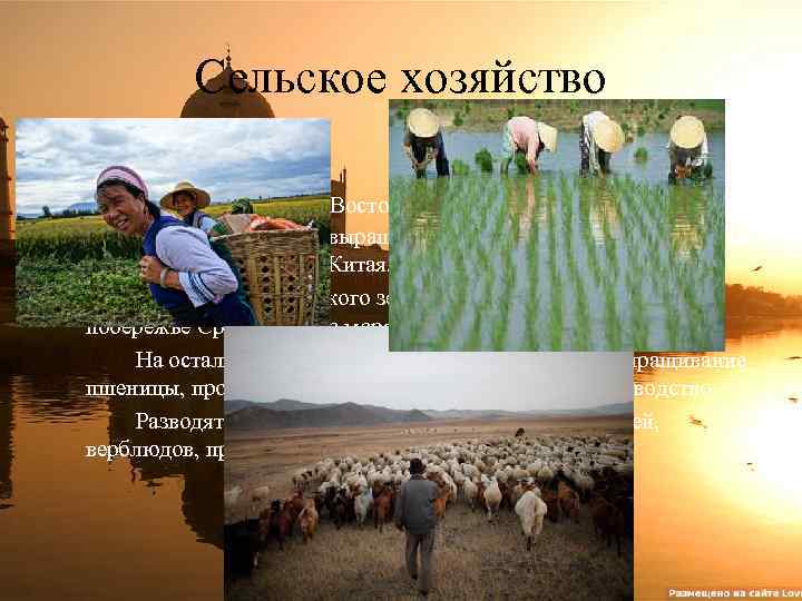 Сельское хозяйство Дельтовые районы Восточной, Юго-Восточной и Южной Азии используются для выращивания риса, а