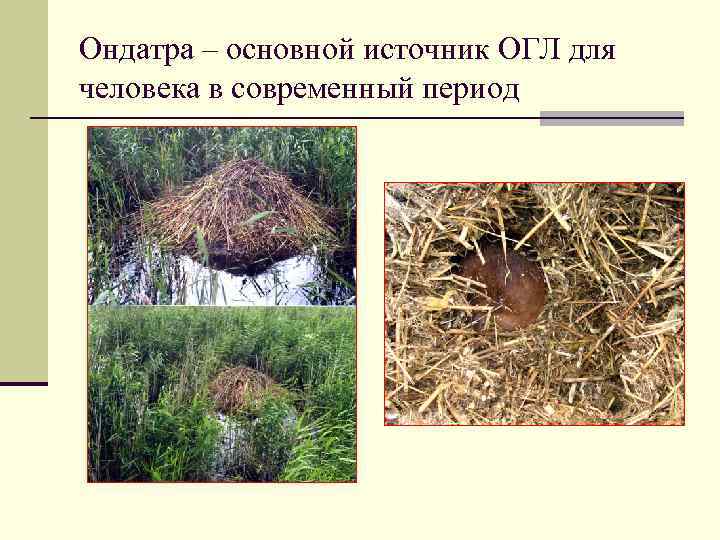 Ондатра – основной источник ОГЛ для человека в современный период 