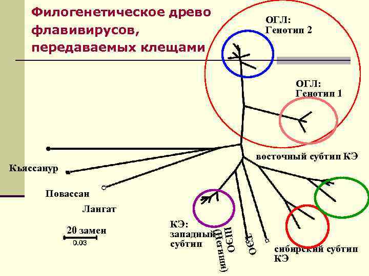 Типы флавивируса при Омской геморрагической лихорадке. Субтип это. Малкуч огл.