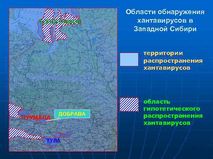 ТОПОГРАФОВ Области обнаружения хантавирусов в Западной Сибири территории распространения хантавирусов ПУУМАЛА ДОБРАВА ТУЛА область