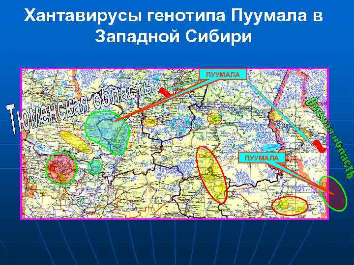 Хантавирусы генотипа Пуумала в Западной Сибири ПУУМАЛА 