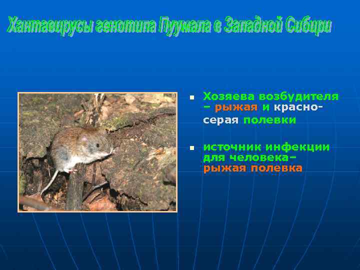 n n Хозяева возбудителя – рыжая и красносерая полевки источник инфекции для человека– рыжая