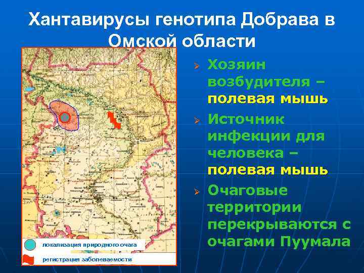 Хантавирусы генотипа Добрава в Омской области Ø Ø Ø локализация природного очага регистрация заболеваемости