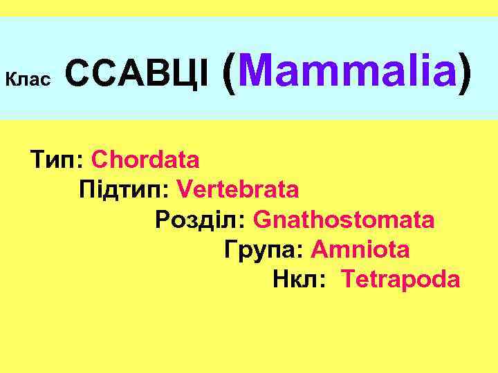 Клас ССАВЦІ (Mammalia) Тип: Chordata Підтип: Vertebrata Розділ: Gnathostomata Група: Amniota Нкл: Tetrapoda 