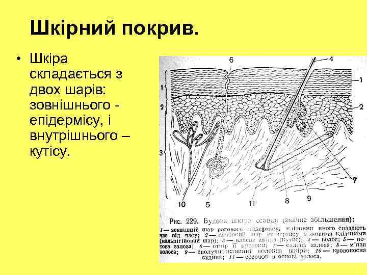 Шкірний покрив. • Шкіра складається з двох шарів: зовнішнього епідермісу, і внутрішнього – кутісу.