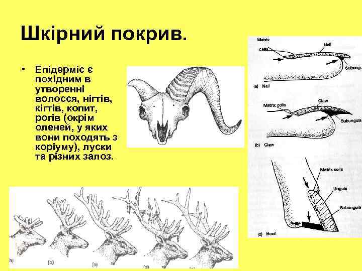 Шкірний покрив. • Епідерміс є похідним в утворенні волосся, нігтів, копит, рогів (окрім оленей,