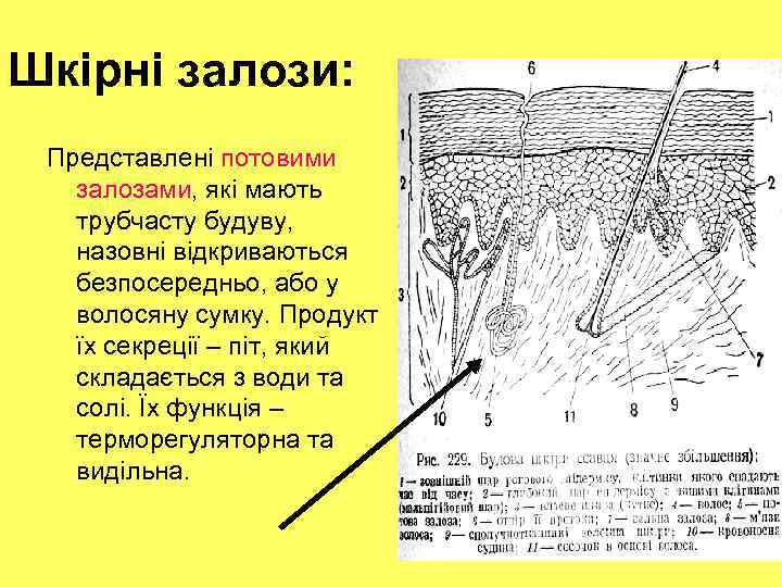 Шкірні залози: Представлені потовими залозами, які мають трубчасту будуву, назовні відкриваються безпосередньо, або у